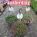 Bild von Hp27 Lobelia actie Purple